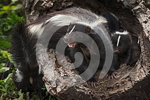 Striped Skunk Kits Doe Mephitis mephitis Mouth Open in Log wit