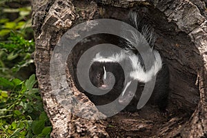 Striped Skunk Kits Mephitis mephitis Look Out from Log
