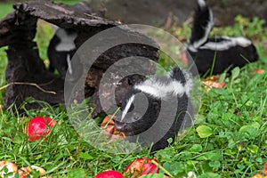 Striped Skunk Mephitis mephitis Kits Clamber About Near Log and Apples Summer photo