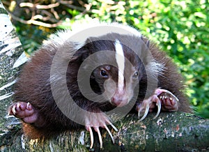 Striped skunk (Mephitis mephitis)