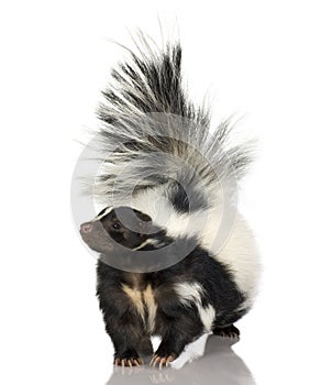 Striped Skunk - Mephitis mephitis
