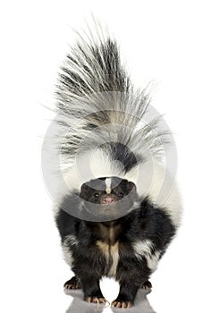 Striped Skunk - Mephitis mephitis