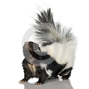 Striped Skunk - Mephitis mephitis