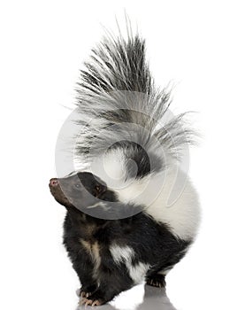 Striped Skunk - Mephitis mephitis