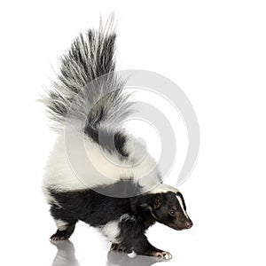 Striped Skunk - Mephitis mephitis