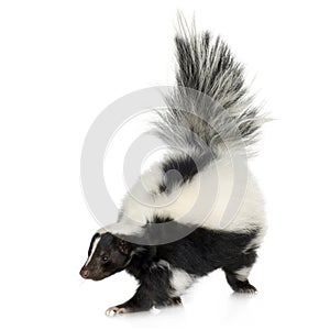 Striped Skunk - Mephitis mephitis
