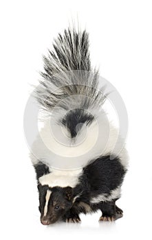 Striped Skunk - Mephitis mephitis