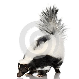 Striped Skunk - Mephitis mephitis