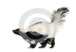 Striped Skunk - Mephitis mephitis photo
