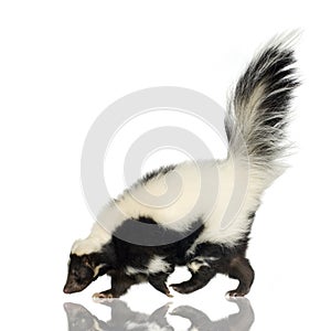 Striped Skunk - Mephitis mephitis