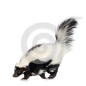 Striped Skunk - Mephitis mephitis