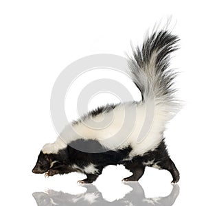 Striped Skunk - Mephitis mephitis