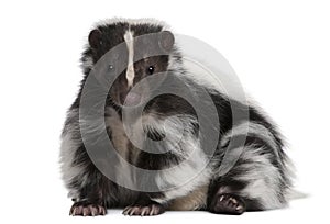 Striped Skunk, Mephitis Mephitis, 5 years old