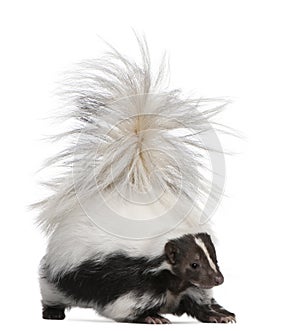 Striped Skunk, Mephitis Mephitis, 5 years old