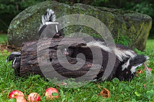 Striped Skunk Mephitis mephitis Adult Pokes Nose Out of Log Kits All Around Summer