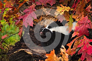Striped Skunk (Mephitis mephitis) in Autumn Leaves