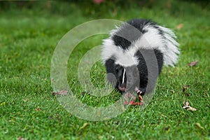 Striped Skunk Mephitis mephitis Charges Forward