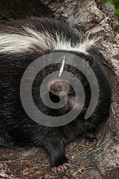 Striped Skunk (Mephitis mephitis) Closeup