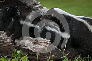 Striped Skunk Mephitis mephitis Doe Looks Over Kits Summer