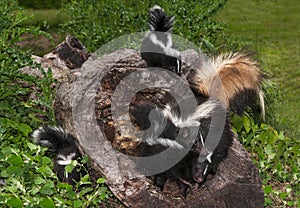 Striped Skunk (Mephitis mephitis) Family