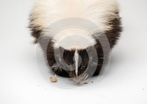 Striped Skunk - Mephitis mephitis in front of a white background