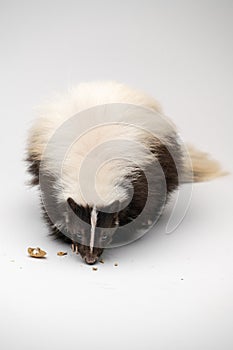 Striped Skunk - Mephitis mephitis in front of a white background