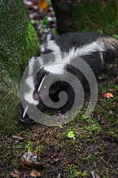 Striped Skunk Mephitis mephitis Grabs Kit By Scruff Summer