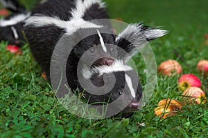 Striped Skunk Mephitis mephitis Grabs at Kits Scruff in Grass Summer