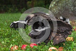 Striped Skunk Mephitis mephitis Kit Pokes Out of Log Family Behind Summer