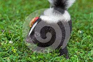 Striped Skunk Mephitis mephitis Kit Stands Alone in Grass Close Up Summer