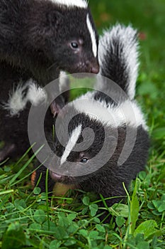 Striped Skunk Mephitis mephitis Kit Steps Forward Sibling Above Summer