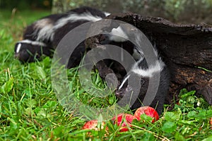 Striped Skunk Mephitis mephitis Kit Steps Out of Log To Apples Summer