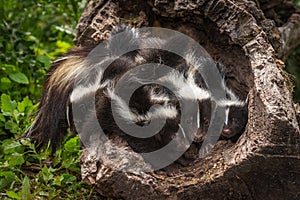 Striped Skunk Mephitis mephitis and Kits In Log