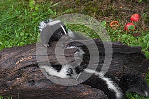 Striped Skunk Mephitis mephitis Kits In and On Log Summer