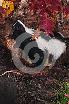 Striped Skunk (Mephitis mephitis) Leans On Log