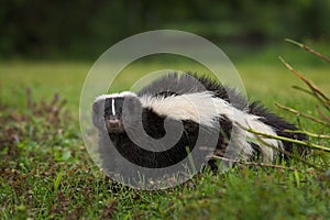 Striped Skunk Mephitis mephitis Looks Out from Ground