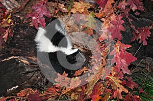 Striped Skunk (Mephitis mephitis) Looks Right Out of Log