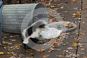 Striped Skunk (Mephitis mephitis) By Overturned Trash Can