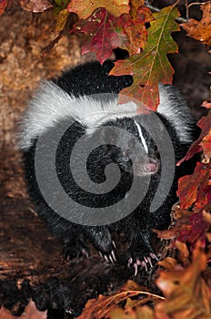 Striped Skunk (Mephitis mephitis) Paw Up in Log