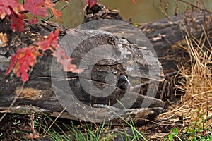 Striped Skunk (Mephitis mephitis) Pokes Nose Out Log