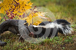 Striped Skunk Mephitis mephitis Raises Nose at Log Autumn