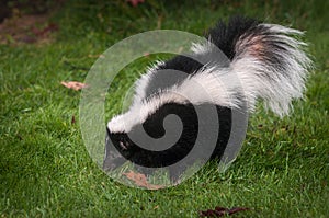Striped Skunk Mephitis mephitis Sniffs in Grass