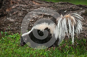 Striped Skunk Mephitis mephitis Sniffs in Grass by Log