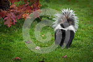 Striped Skunk Mephitis mephitis Stands Looking Left