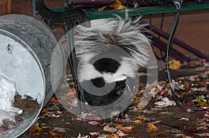 Striped Skunk (Mephitis mephitis) Stands Near Dumped Trash Can