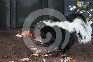 Striped Skunk (Mephitis mephitis) Stands Near Waste Bins