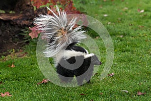 Striped Skunk Mephitis mephitis Stands Tail Up Autumn