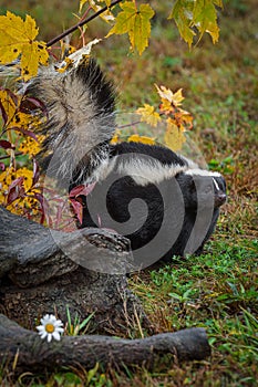 Striped Skunk Mephitis mephitis Stands Tail Up Near Log Autumn