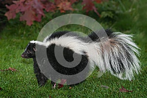 Striped Skunk Mephitis mephitis Stands to Left