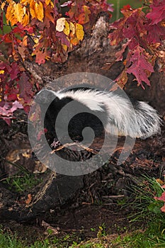 Striped Skunk Mephitis mephitis Stands to Right in Fall Leafed